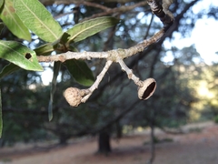 Quercus mexicana