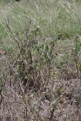 Erythrina acanthocarpa