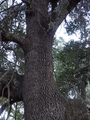 Quercus mexicana