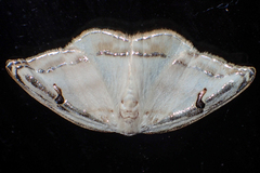 Callidrepana gelidata