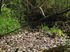 Caiman crocodilus chiapasius
