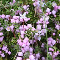Boronia microphylla