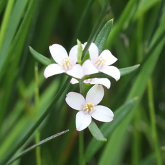 Zanthoxyloideae