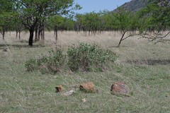Erythrina acanthocarpa