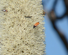 Castiarina rufipennis