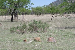 Erythrina acanthocarpa