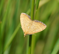 Chrysolarentia correlata