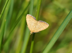 Chrysolarentia correlata