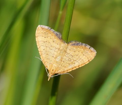 Chrysolarentia correlata