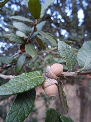 Quercus crassipes