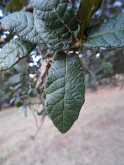 Quercus crassipes