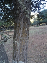 Quercus crassipes