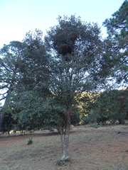 Quercus crassipes