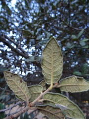 Quercus crassipes
