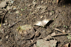 Polyctor cleta