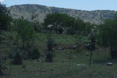 Aloe ferox