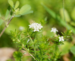 Asperula scoparia