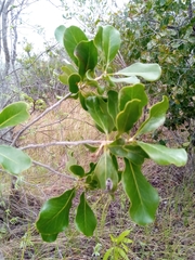 Asteropeia amblyocarpa image