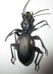 Anthia cephalotes