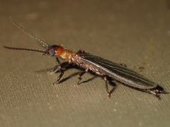 Oligotomidae