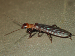 Oligotomidae