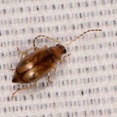 Metrioidea