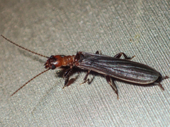 Oligotomidae
