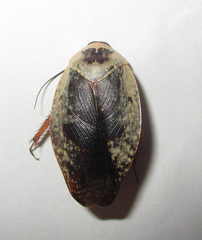 Gyna caffrorum