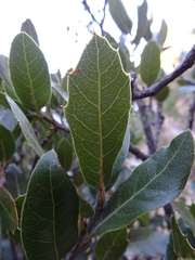 Quercus galeanensis