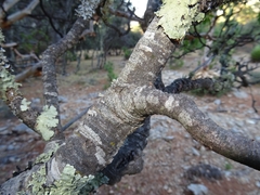 Quercus galeanensis