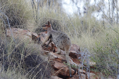 Purple-Necked Rock-Wallaby photo 3