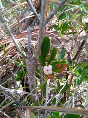 Mascarenhasia
