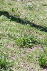 Plantago lanceolata