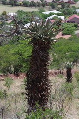 Aloe ferox
