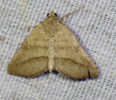 Macaria varadaria