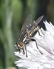 Oxysarcodexia varia