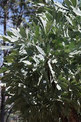 Cussonia paniculata
