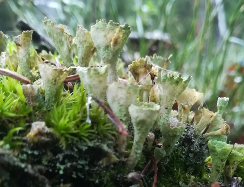 Skutuotoji šiurė nuotrauka