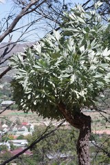 Cussonia paniculata