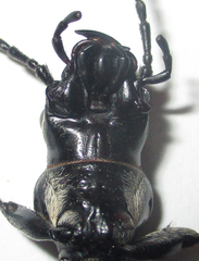 Anthia cephalotes