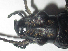 Anthia cephalotes