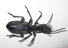 Anthia cephalotes