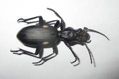 Anthia cephalotes
