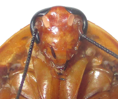 Gyna caffrorum