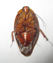 Gyna caffrorum
