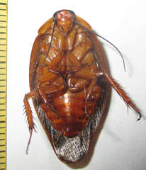 Gyna caffrorum