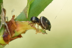 Heliophanus tribulosus