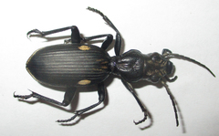Anthia cephalotes