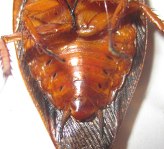 Gyna caffrorum