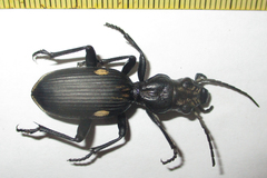 Anthia cephalotes